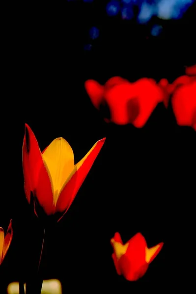 红色郁金香花的形状 和其他花 五颜六色的抽象图像与黑色背景 — 图库照片