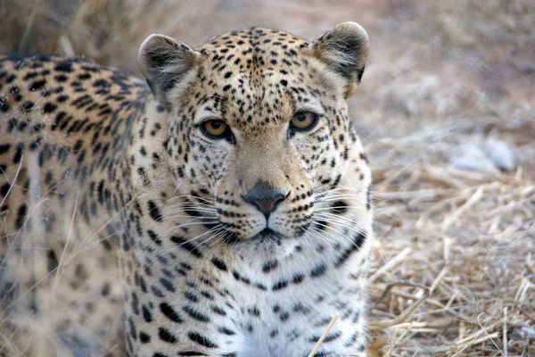 Cheetah Gato Leopardo Animal Wildcat — Fotografia de Stock