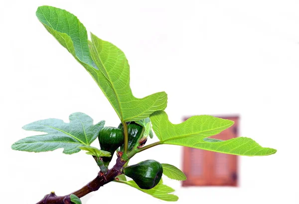 figs with fig leaves