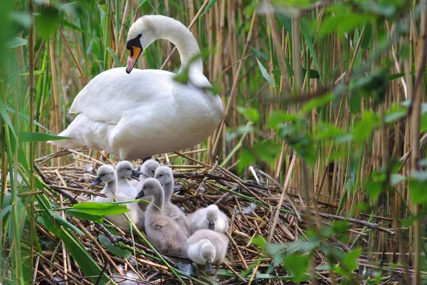 Vista Panorámica Los Cisnes Majestuosos Naturaleza —  Fotos de Stock