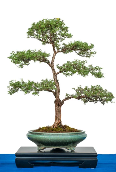 Potlla Blanca Exenta Posibles Frutos Como Árbol Bonsai — Foto de Stock