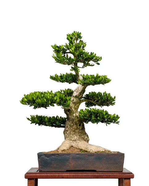 Fehér Elszigetelt Öreg Doboz Mint Bonsai — Stock Fotó