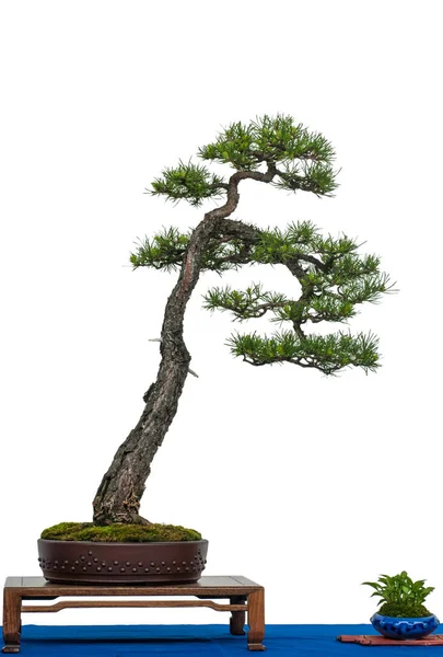 나무로서의 고립된 소나무 — 스톡 사진