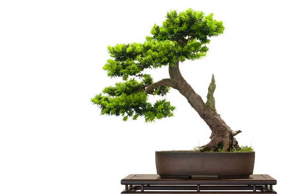 White Isolated Japanese Yew Bonsai Tree — Stock Photo, Image