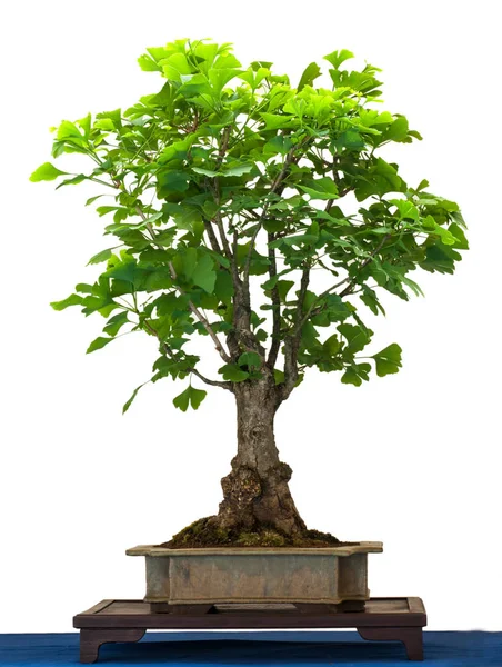 Blanco Exento Gingko Como Árbol Bonsai —  Fotos de Stock