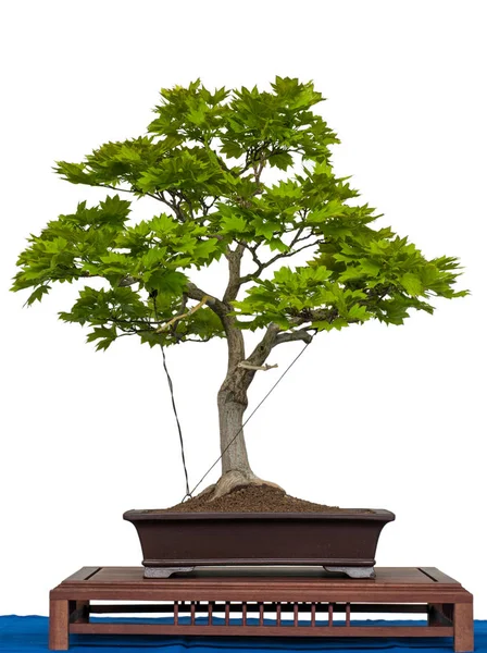 Arce Oro Blanco Aislado Acer Sirasawanum Aureum Como Bonsai —  Fotos de Stock