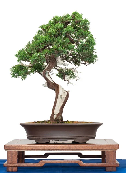 Fehér Freigstellter Kínai Boróka Juniperus Chinensis Bonsai Faként — Stock Fotó