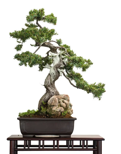 Fehér Elszigetelt Sündisznó Boróka Juniperus Rigidus Mint Bonsai — Stock Fotó
