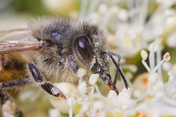 Abelha Polinizando Uma Flor — Fotografia de Stock