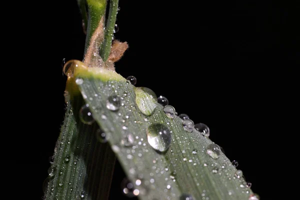 Vacker Botanisk Skott Naturliga Tapeter — Stockfoto