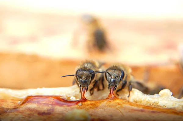 Zbliżenie Jedzenie Miód Pszczoły — Zdjęcie stockowe