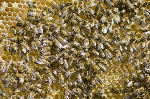 Honigbienen Auf Der Wabe — Stockfoto