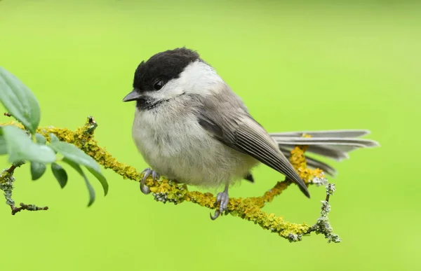 Ahora Nuevo Con Otro Balance Blancos — Foto de Stock