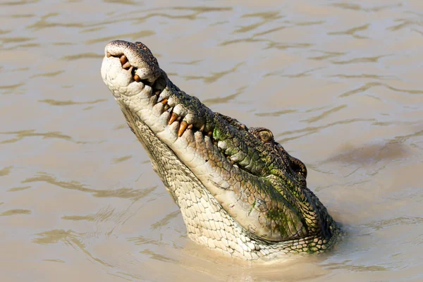 Crocodilo Jacaré Carnívoro Animal — Fotografia de Stock