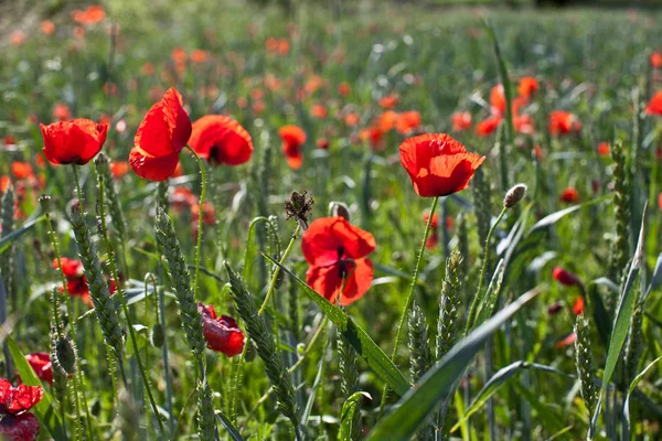 Vue Rapprochée Belles Fleurs Pavot Sauvage — Photo