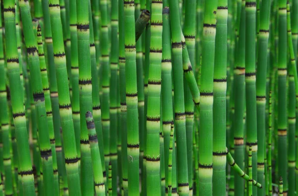 Horsetail Equisetum Planta Com Hastes Segmentadas Verde Escuro Também Chamado — Fotografia de Stock