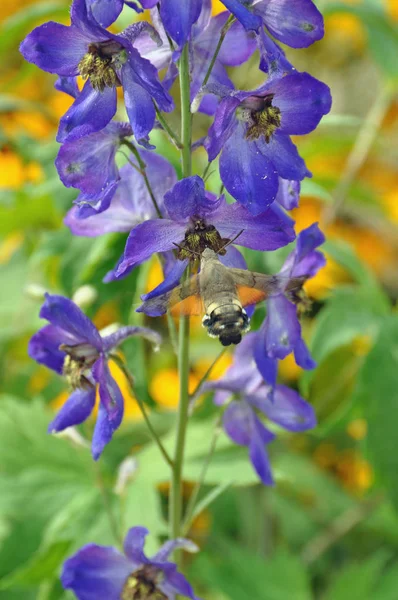 Larkspur Güvercin Kuyruğu — Stok fotoğraf