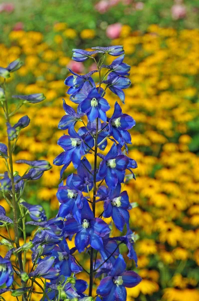 Beautiful Botanical Shot Natural Wallpaper — Stock Photo, Image