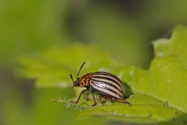 Närbild Insekter Vild Natur — Stockfoto