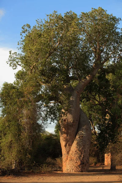 サバンナの動植物の風景 — ストック写真