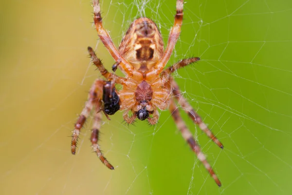 Spindel Äter Fluga Öga — Stockfoto