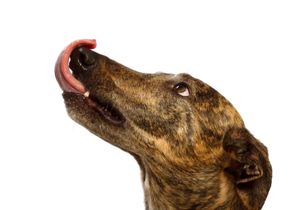 Hoofd Portret Van Een Staren Greyhound Likken Zijn Lippen Met — Stockfoto