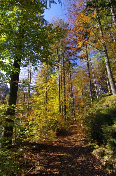 Floresta Outono Fundo Natureza — Fotografia de Stock