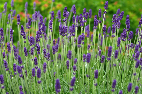 Flores Aromáticas Lavanda Arquivado — Fotografia de Stock