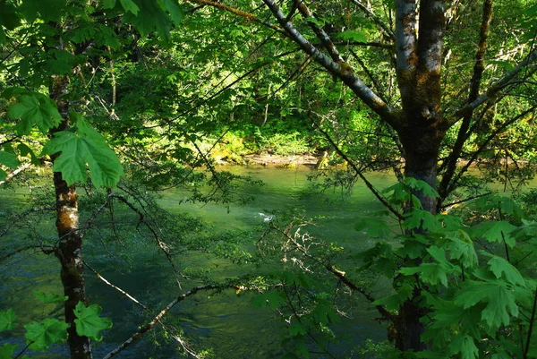 Green Waters Vegetation Willamette National Forest Oregon — Stock Photo, Image