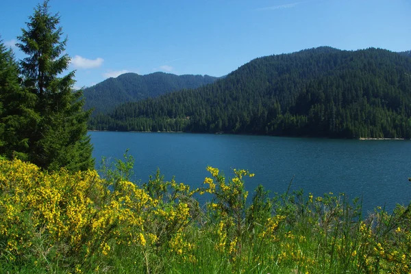 Gelbe Blumen Wald Und Detroit Lake Oregon — Stockfoto