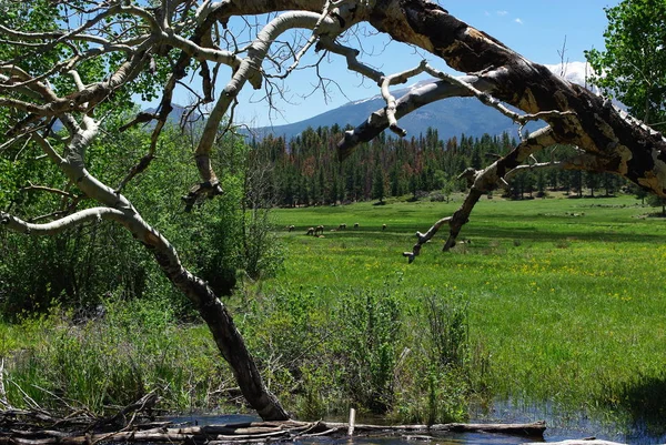 Fluss Trockene Bäume Wiesen Elche Und Felsige Berge Colorado — Stockfoto