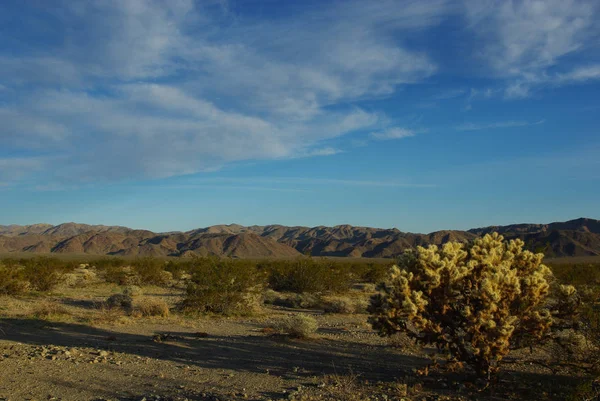 Cholla Wüste Und Berge Joschua Tree Nationalpark Kalifornien — Stockfoto