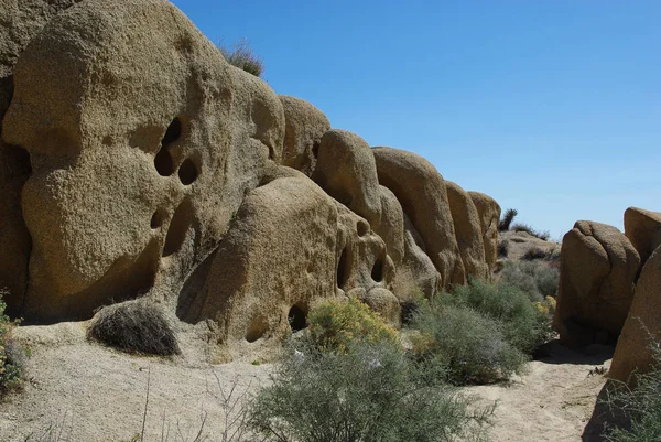 Joshua Tree Parc National Californie — Photo