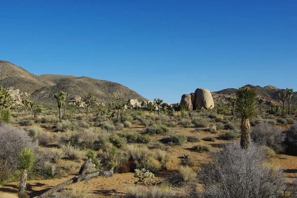 Yucca Joshua Och Klippor Joshua Träd Nationalpark Kalifornien — Stockfoto