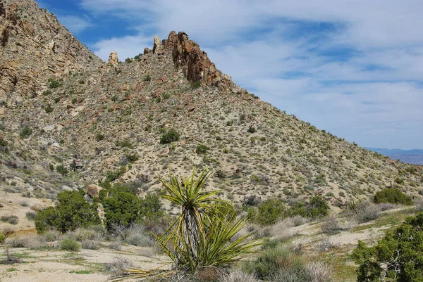 Yucca Colinas Rocha Nevada — Fotografia de Stock