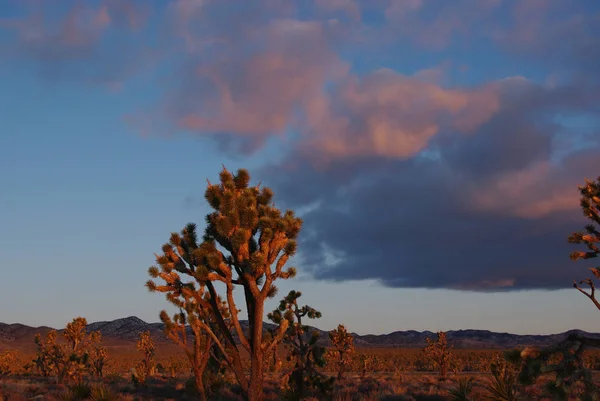 Orange Green White Blue Valley Fire Nevada — стоковое фото