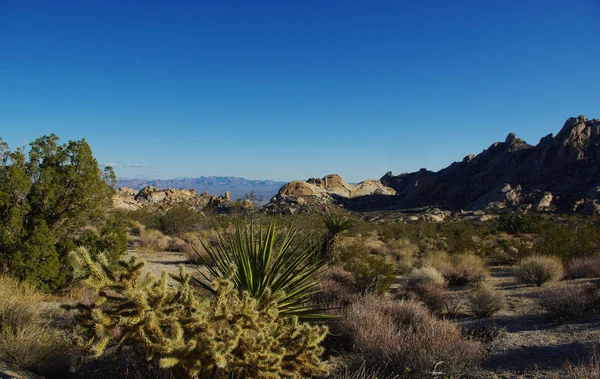 Ψηλά Φυτά Της Ερήμου Βράχια Και Θέα Nevada — Φωτογραφία Αρχείου
