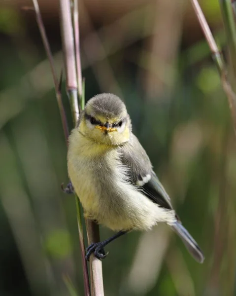 Close Young Great Tit — Zdjęcie stockowe