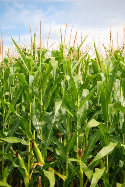 Blick Auf Maisfeld Landwirtschaftliches Konzept — Stockfoto