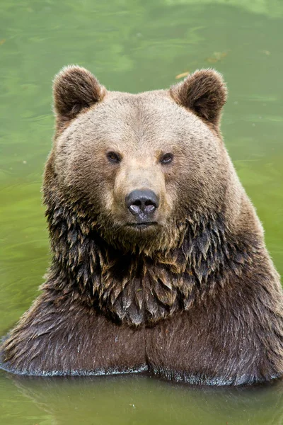 茶色のクマの動物 グリズリー — ストック写真