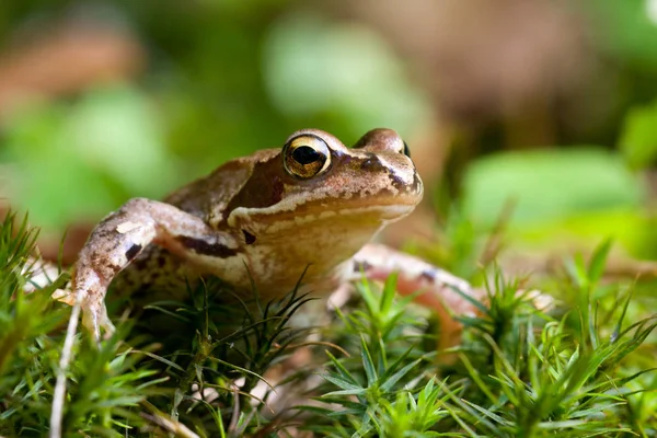 Rana Erba Piccolo Anfibio — Foto Stock