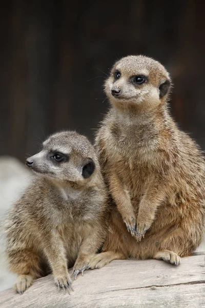 Meerkat Djur Varelse Suricatta — Stockfoto