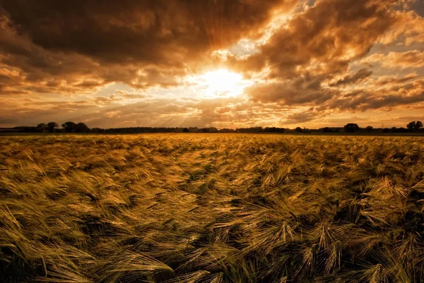 Imagem Mostra Céu Nublado Campo Milho Durante Pôr Sol — Fotografia de Stock