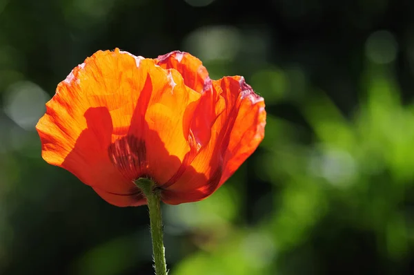 Close View Beautiful Wild Poppy Flowers — Stock Photo, Image