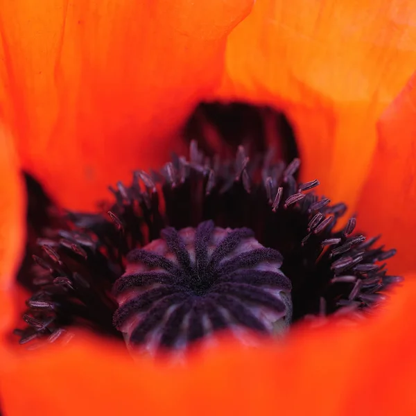 Zblízka Pohled Krásné Divoké Mák Květiny — Stock fotografie