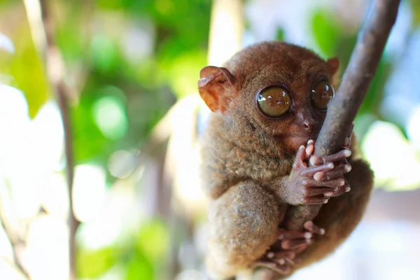 Tarsier Primate Más Pequeño Entorno Natural —  Fotos de Stock