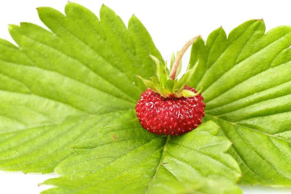 Wilde Aardbei Fragaria Vesca Aardbeienmaand — Stockfoto