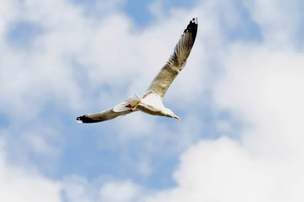 Gaivota Cena Voo Com Fundo Céu — Fotografia de Stock