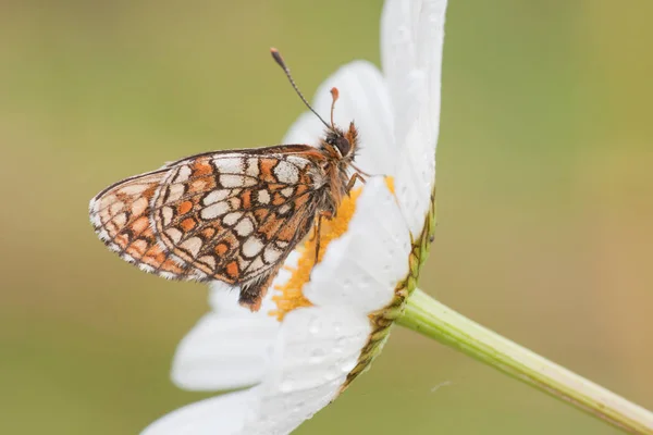 Mariposa Una Margarita — Foto de Stock