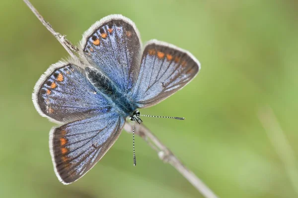 Gros Plan Bug Nature Sauvage — Photo